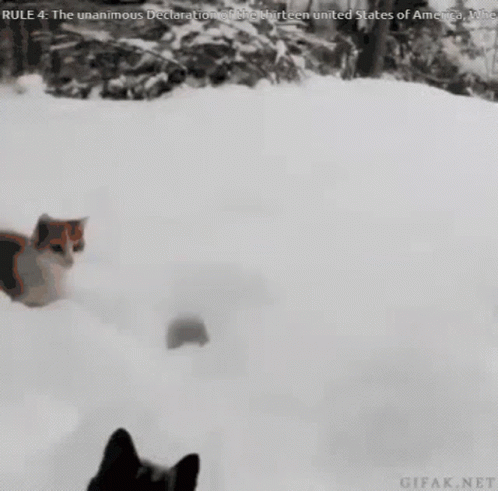 Cat Jumping Funny Snow GIF