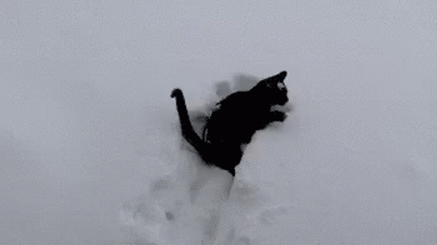 Funny Snow Cat Playing GIF