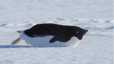 Funny Snow Penguin Slide GIF