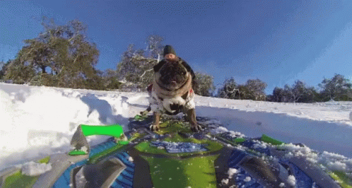 Funny Snow Pug Sliding GIF