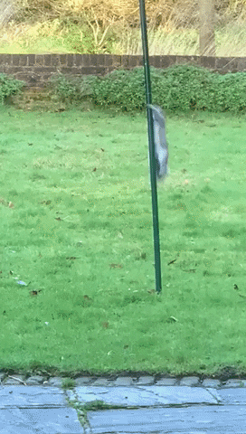 Funny Squirrel Climbing Pole GIF