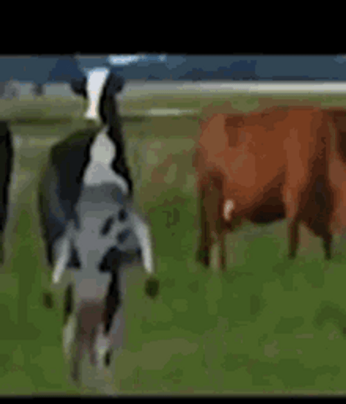 Funny Standing And Dancing Cow GIF