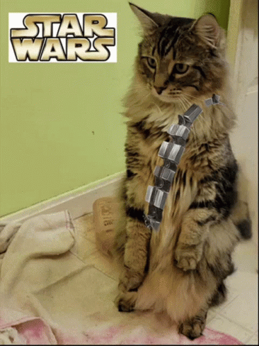 Funny Star Wars Droid Bb-8 And Cat Interaction GIF