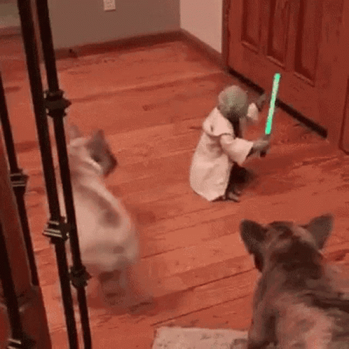 Funny Star Wars Yoda Toy Against Dogs GIF