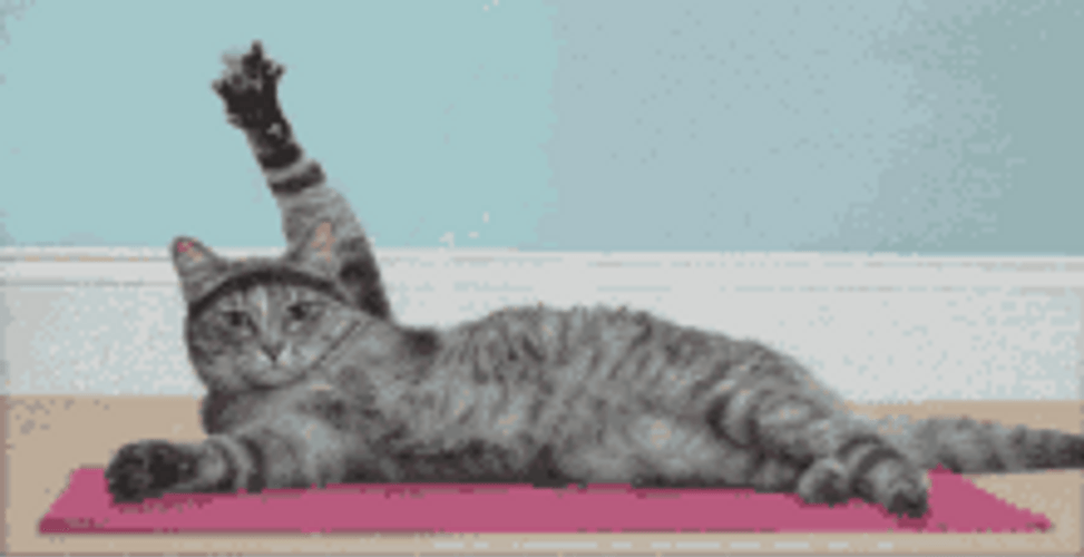 Funny Tabby Cat Wave GIF