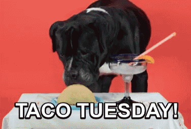 Funny Taco Tuesday Cane Corso Eating GIF