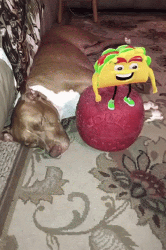Funny Taco Tuesday Love It GIF
