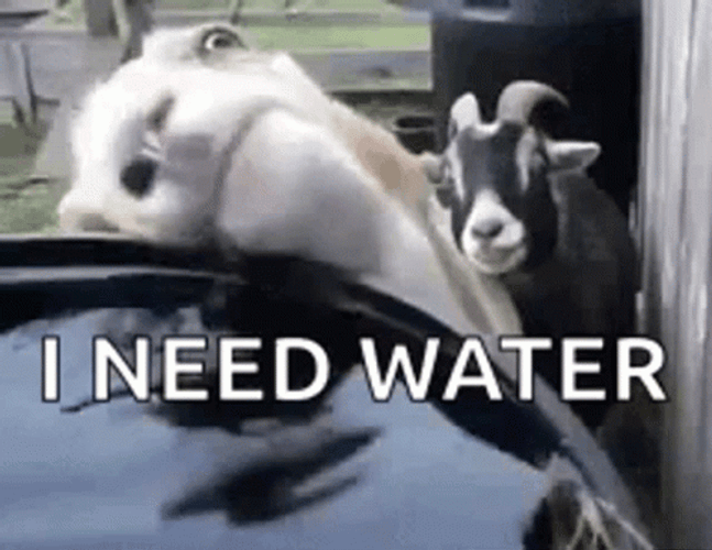 Funny Thirsty Goat Needs Water GIF