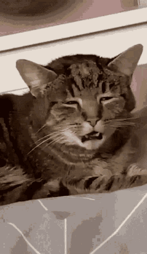 Funny Tired Cat GIF