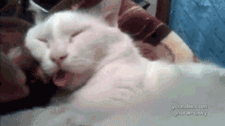 Funny Tongue Prank Cat GIF