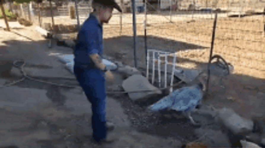 Funny Turkey Attacking And Scaring Man GIF