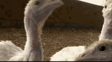 Funny Turkey Poults Pecking Camera GIF