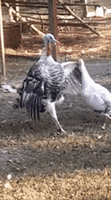 Funny Turkey Spinning And Falling GIF