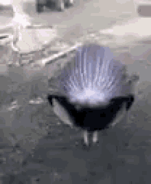 Funny Turkey Turning Into Rocket GIF