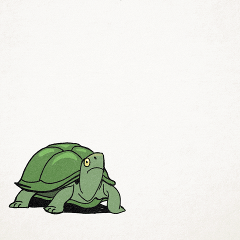 Funny Turtle Dance Party Disco Ball GIF