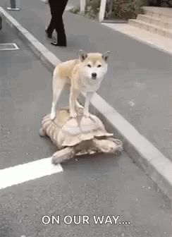 Funny Turtle With Dog Moving GIF