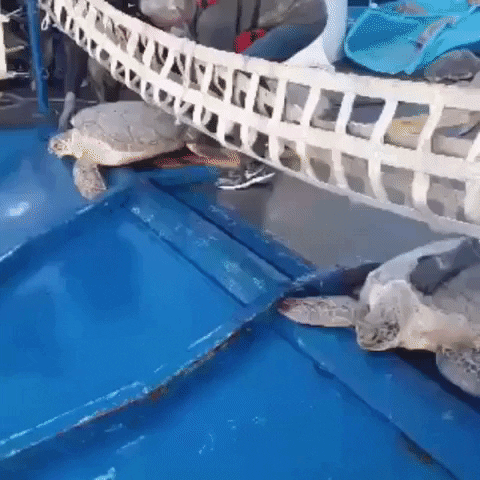 Funny Turtles Slipping In Waterslide GIF