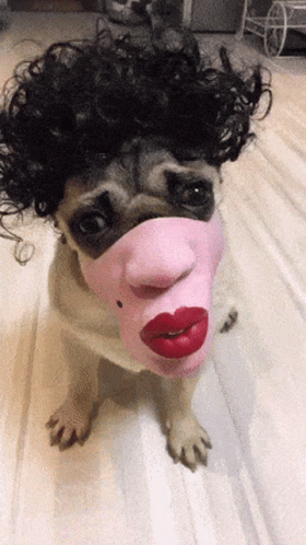 Funny Ugly Dog Face GIF