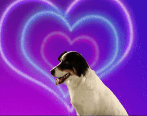 Funny Valentines Dog With Rose GIF