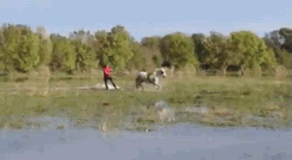 Funny Water Skiing Horse GIF