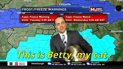 Funny Weatherman Interrupted By Cat GIF