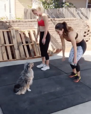 Funny Workout Adorable Dog Exercise Together GIF