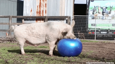 Funny Workout Pig Playing Ball Muddy GIF