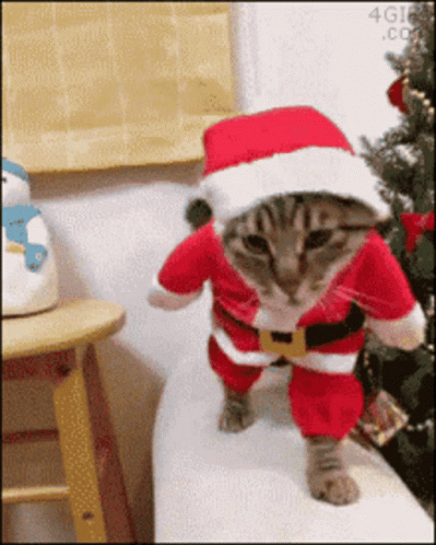 Funny Xmas Cat In Santa Hat Walking GIF