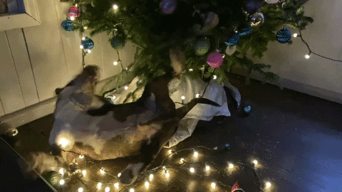 Funny Xmas Chubby Cat Entangled Christmas Light GIF