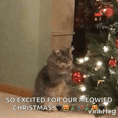 Funny Xmas Kitty Rubbing Christmas Balls GIF