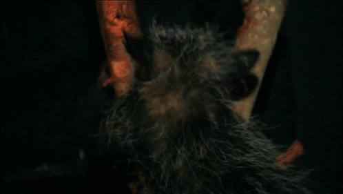 Furry Animal with Red Eyes Hanging