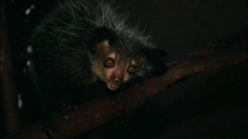 Furry Animal with Red Eyes