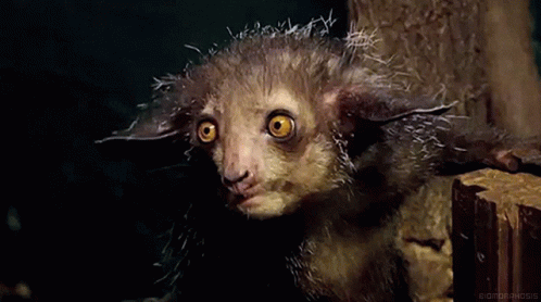 Furry Animal with Yellow Eyes Biomorphosis