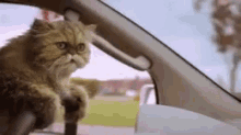 Furry Cat Driving While Licking Lips GIF