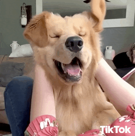 Furry Dog Slow Motion GIF