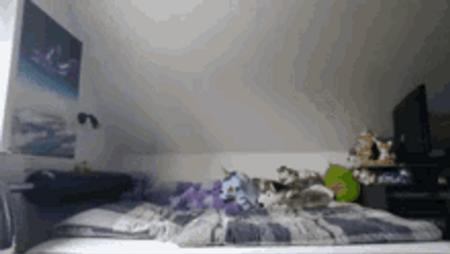 Furry Jumping On The Bed GIF