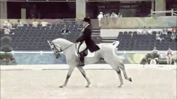 Galloping Pommel Horse GIF