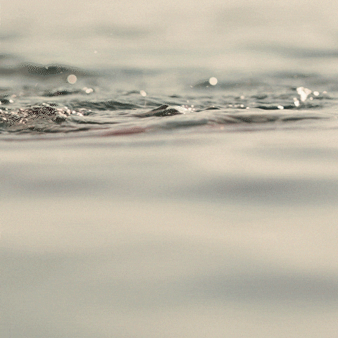 Gamecocks Got Out Of The Water GIF