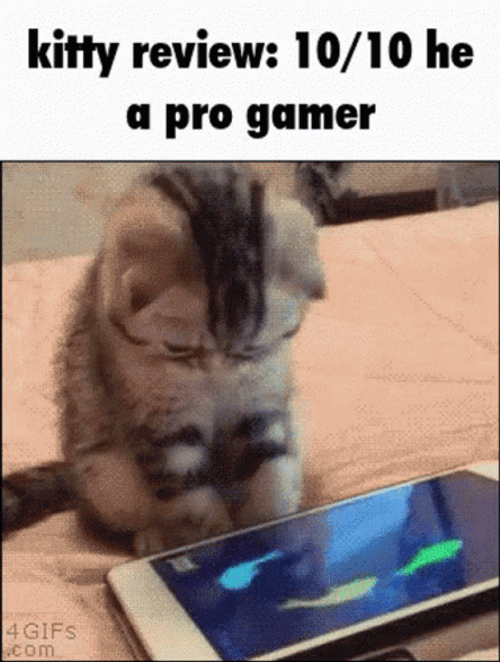 Gaming Cat GIFs