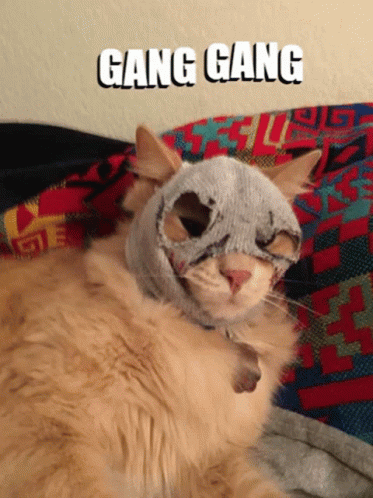 Gang Gang Cat Wearing Face Mask GIF