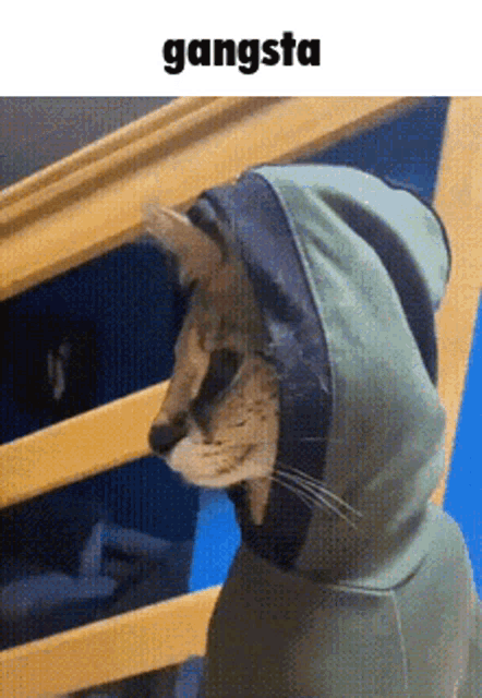 Gangsta Hoodie Cool Swag Cat Meme GIF