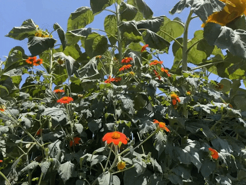 Garden Orange Flowers GIF