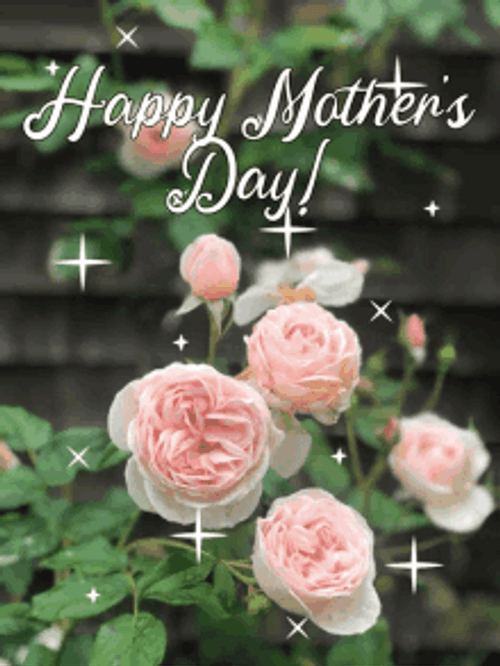 Garden Pink Rose Sparkling Happy Mothers Day Niece GIF