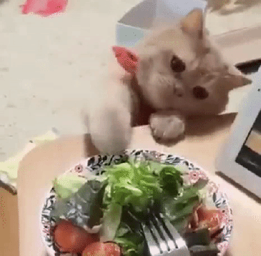 Garden Salad Hungry Cat GIF