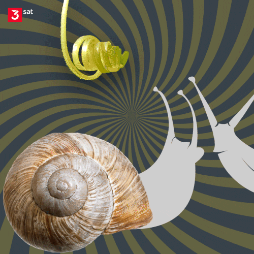 Garden Snail Hypnosis Spiral GIF