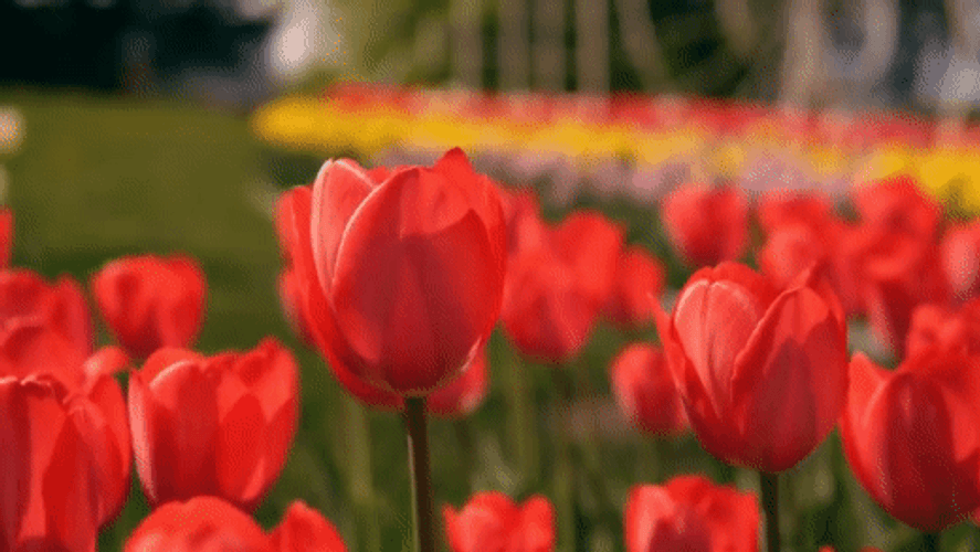 Garden Tulip Flowers GIF