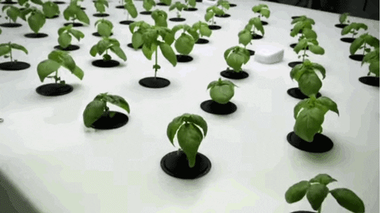 Gardening Seedlings Indoors GIF