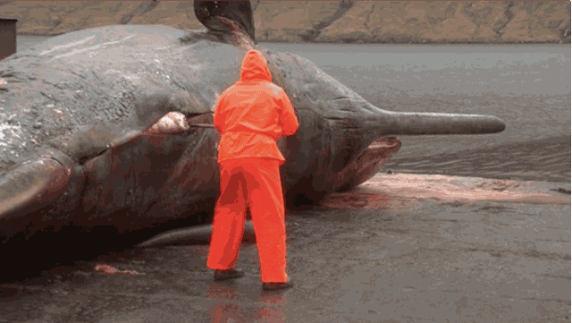 Gas Explosion Dead Whale GIF