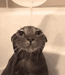 Gato Cat Gif GIF