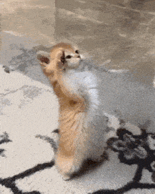 Gato Gif GIF